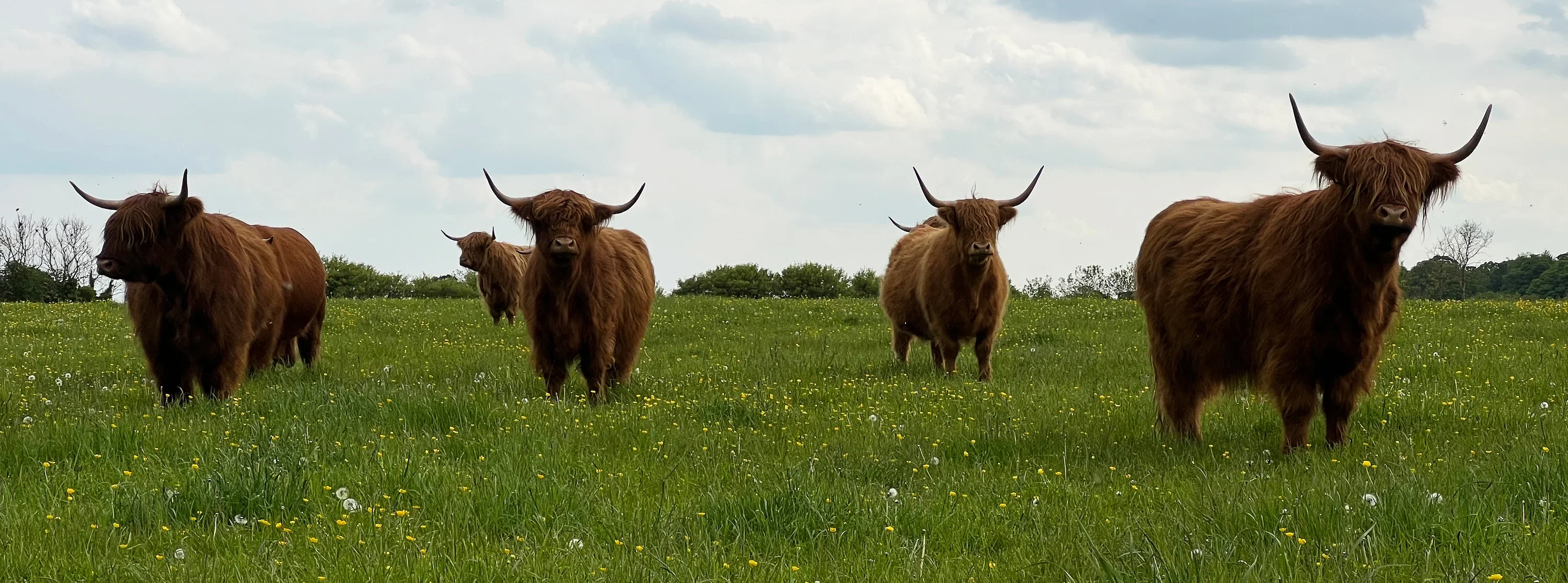 Heritage Beef From Our Highlands
